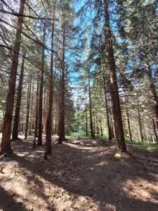 OCAZIE Parcela de vanzare 2250 mp  intravilan Paltinis! - foto 3