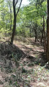 Vand teren in padure zona Hula Bradului - foto 2