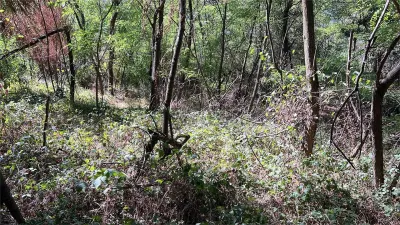Vand teren in padure zona Hula Bradului - foto 7